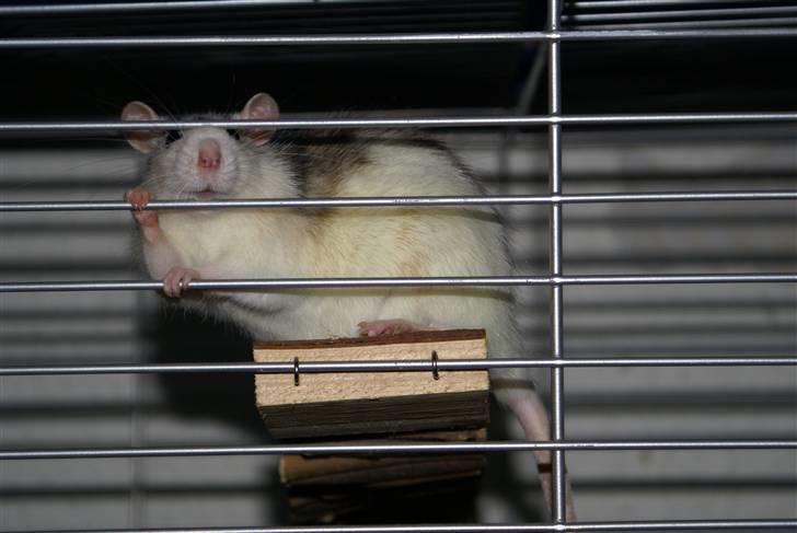 Tamrotte Marcella <3 billede 8