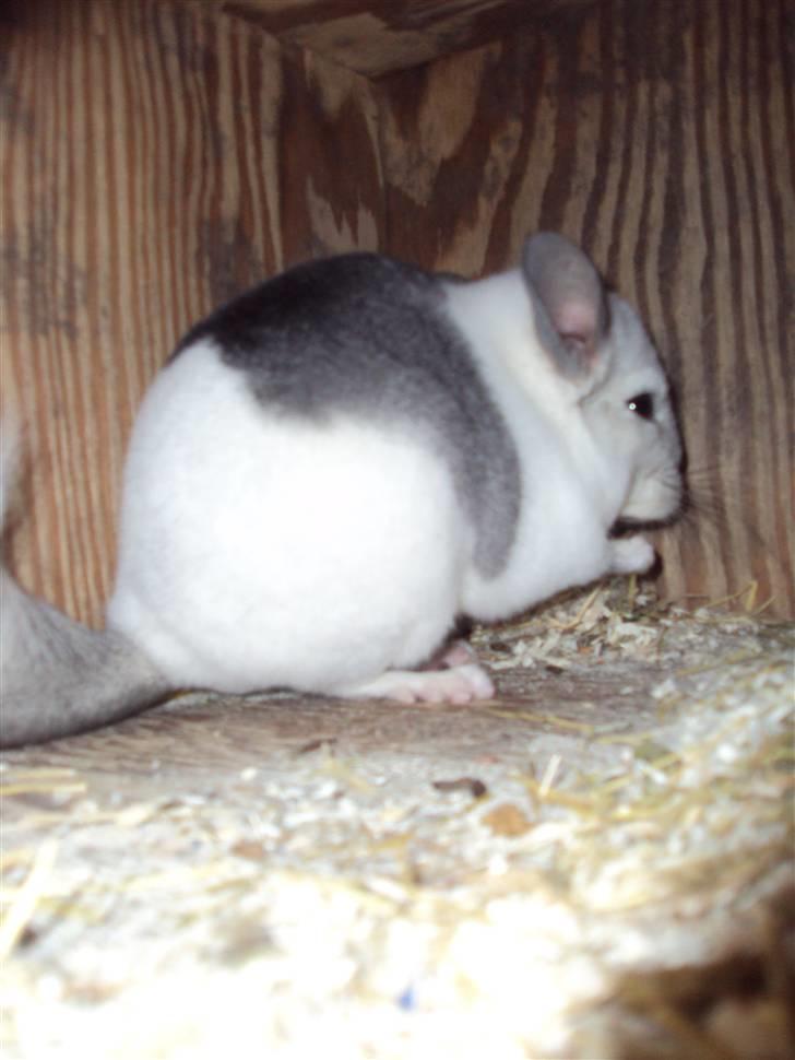Chinchilla Andi billede 5