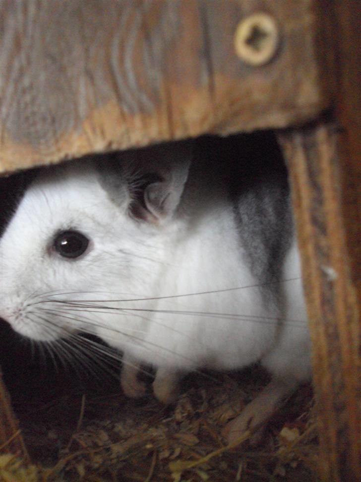 Chinchilla Andi billede 6