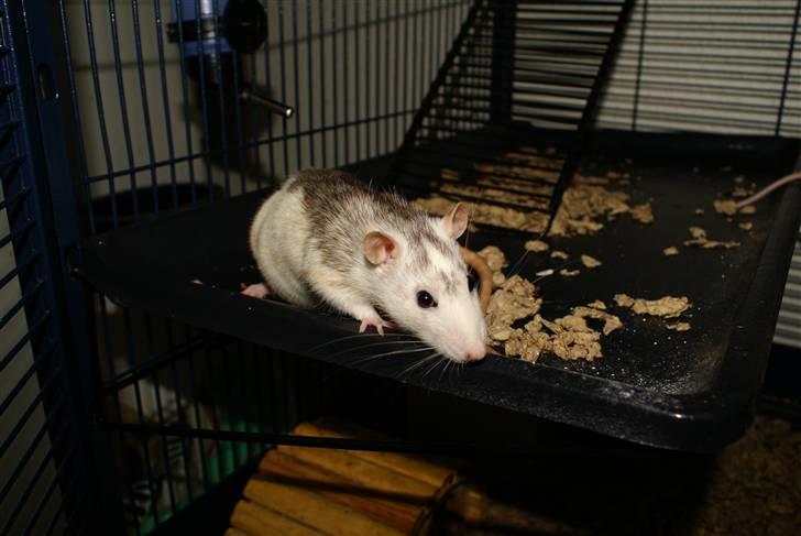 Tamrotte Marcella <3 - NYT billede 9