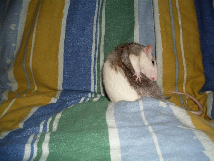 Tamrotte Marcella <3 - Vaske tid! :P billede 10