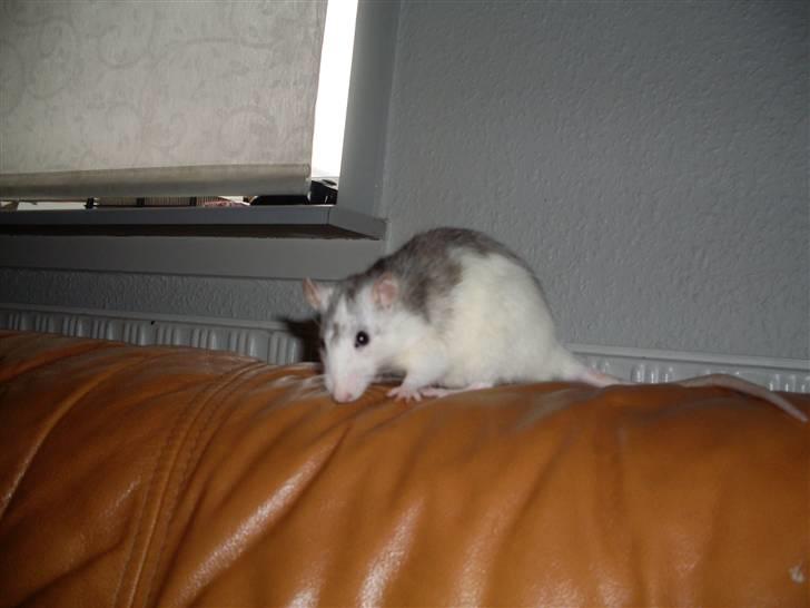 Tamrotte Marcella <3 billede 11