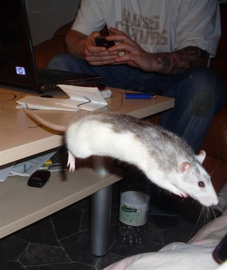 Tamrotte Marcella <3 billede 12