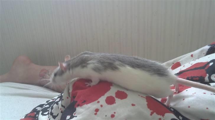 Tamrotte Marcella <3 - Stå nu op far!! billede 13