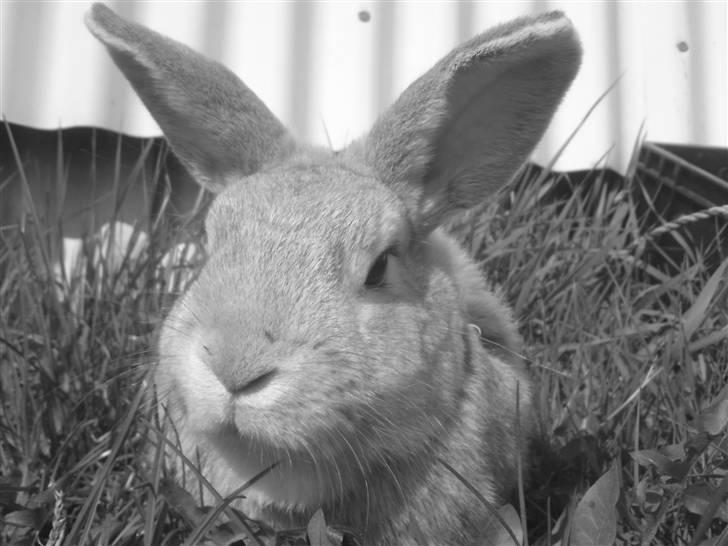 Kanin sigurd død R.I.P billede 6