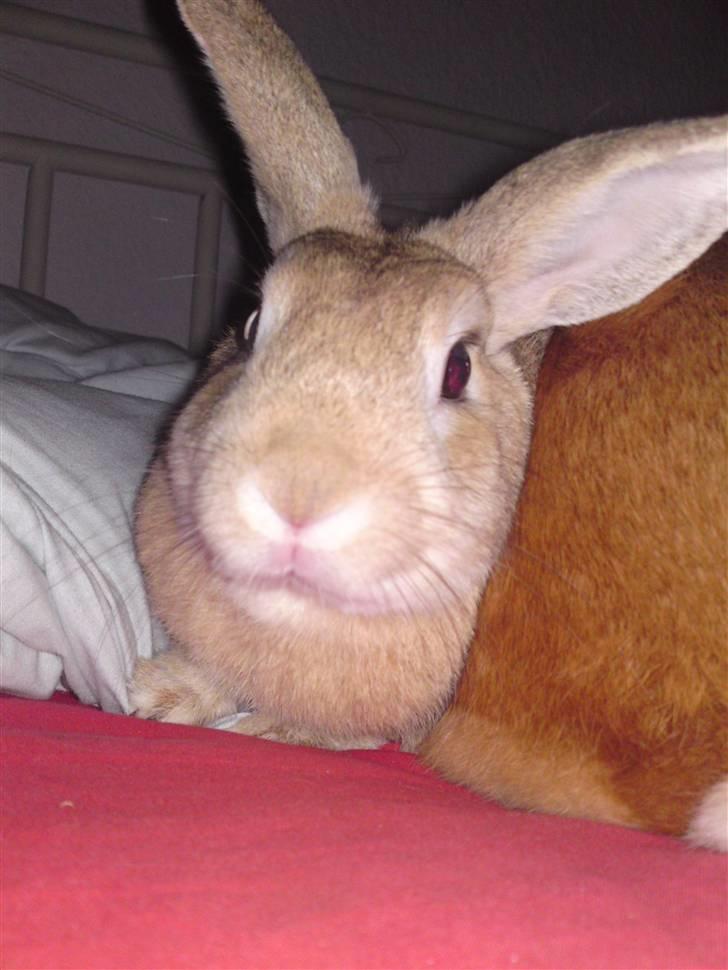 Kanin sigurd død R.I.P billede 7