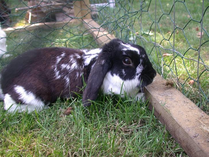 Kanin DV- Kashmir (STAMPE) - får sig lige en slapper i haven <3 billede 14