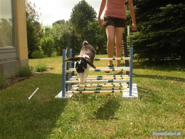 Kanin DV- Kashmir (STAMPE) - hop hos else :D billede 16