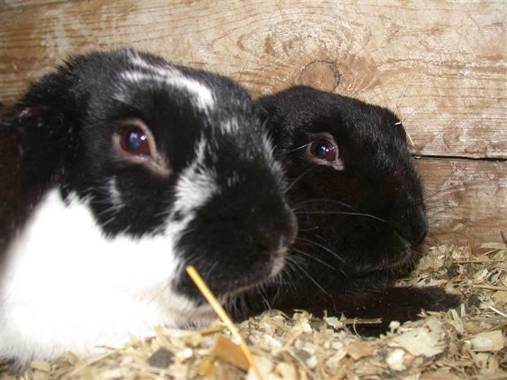 Kanin DV- Kashmir (STAMPE) - kash med sin smukke dame mallebu(Madusa)<3 billede 17