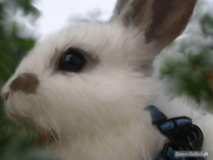 Kanin Beautiful Alicia R.I.P - Velkommen til smukke alicia´s profil !:D billedet er lavet af stald freak  billede 1