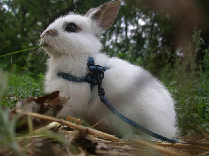 Kanin Beautiful Alicia R.I.P billede 2