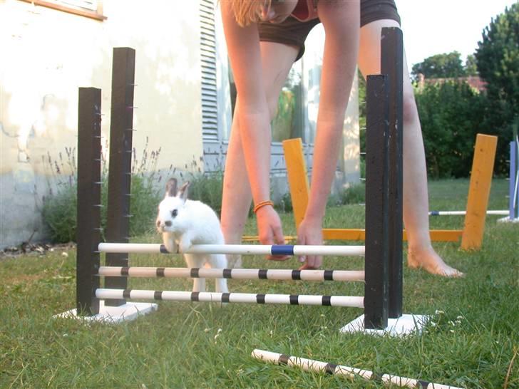 Kanin Beautiful Alicia R.I.P billede 3