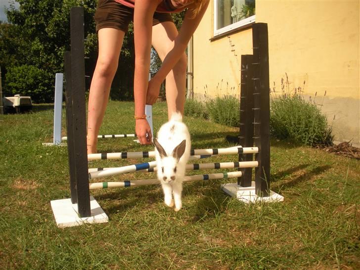 Kanin Beautiful Alicia R.I.P billede 4