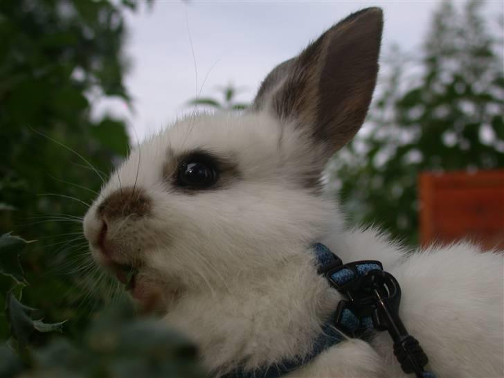 Kanin Beautiful Alicia R.I.P billede 6