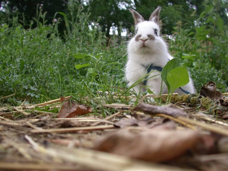 Kanin Beautiful Alicia R.I.P billede 7