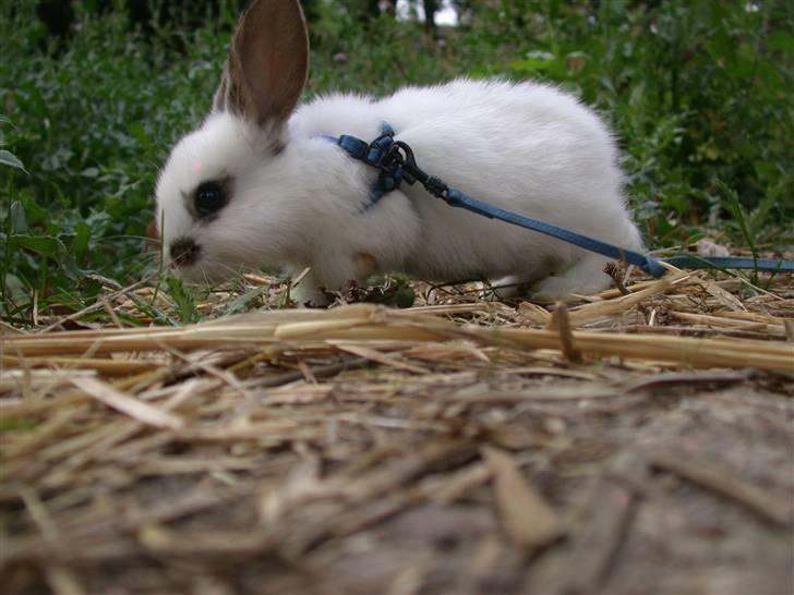 Kanin Beautiful Alicia R.I.P billede 8