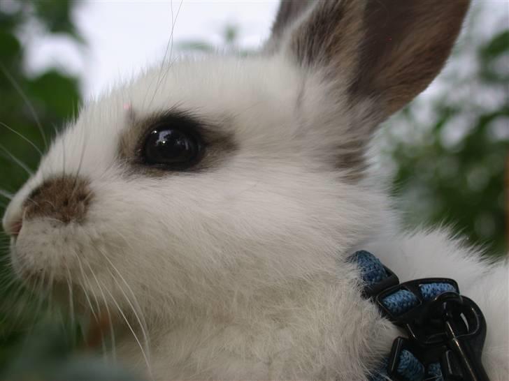 Kanin Beautiful Alicia R.I.P billede 9