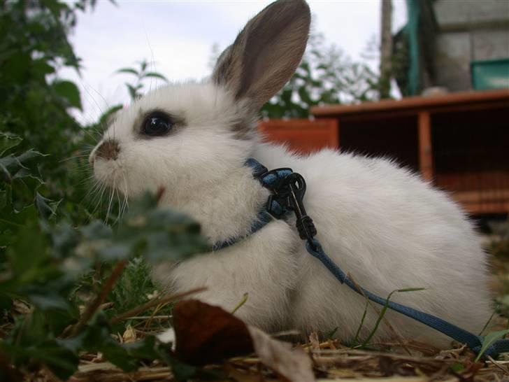 Kanin Beautiful Alicia R.I.P billede 10