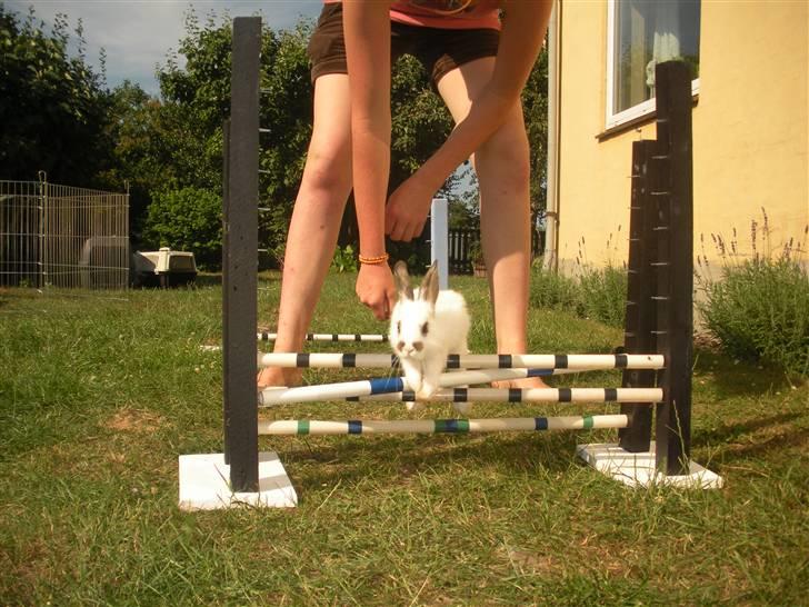 Kanin Beautiful Alicia R.I.P billede 11