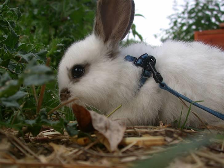 Kanin Beautiful Alicia R.I.P billede 12