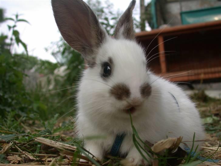 Kanin Beautiful Alicia R.I.P billede 13