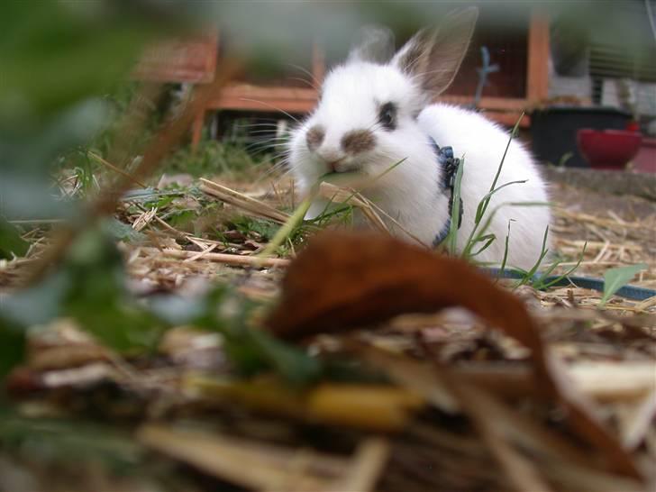 Kanin Beautiful Alicia R.I.P billede 14