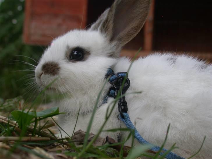 Kanin Beautiful Alicia R.I.P billede 15