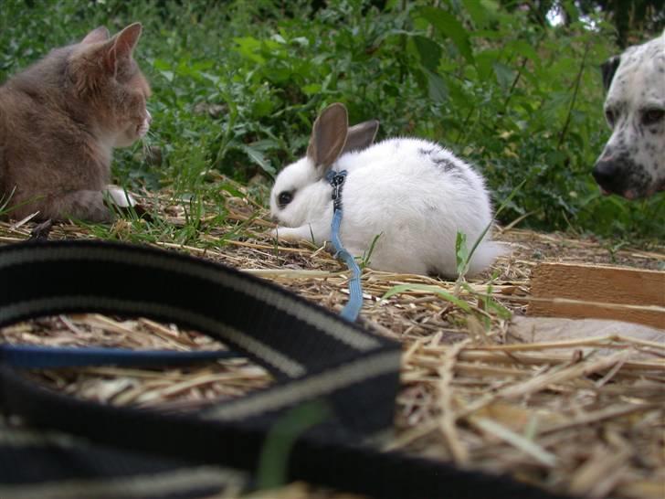 Kanin Beautiful Alicia R.I.P - Alicia elsker bare mone(min kat) de er helt vildt gode venner <3 billede 16