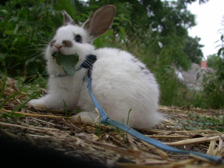 Kanin Beautiful Alicia R.I.P billede 17