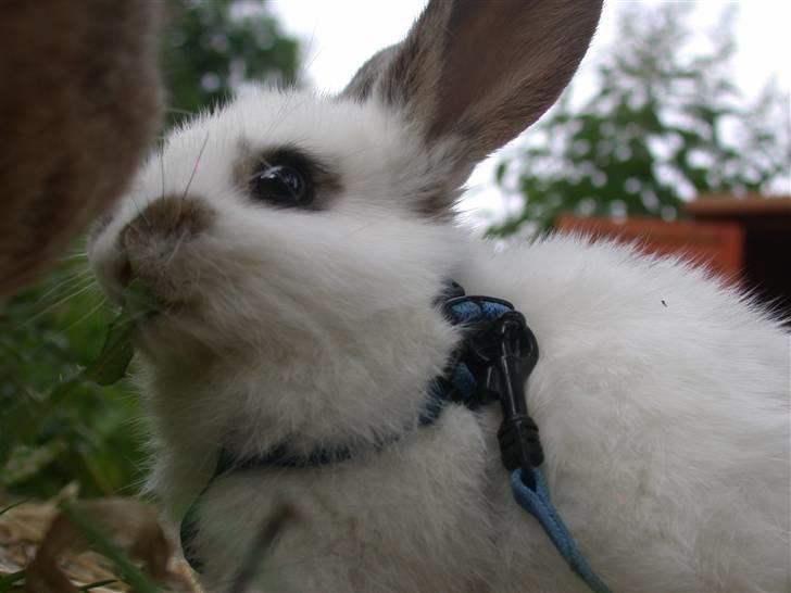 Kanin Beautiful Alicia R.I.P billede 18