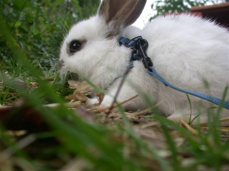 Kanin Beautiful Alicia R.I.P billede 19