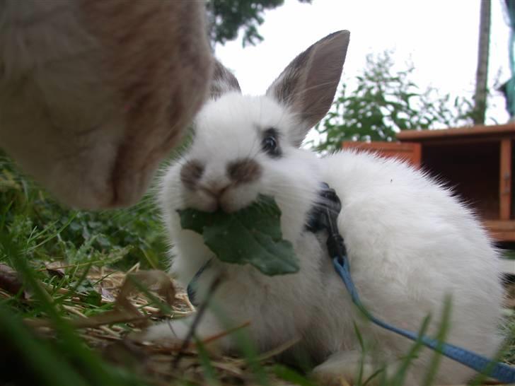 Kanin Beautiful Alicia R.I.P billede 20