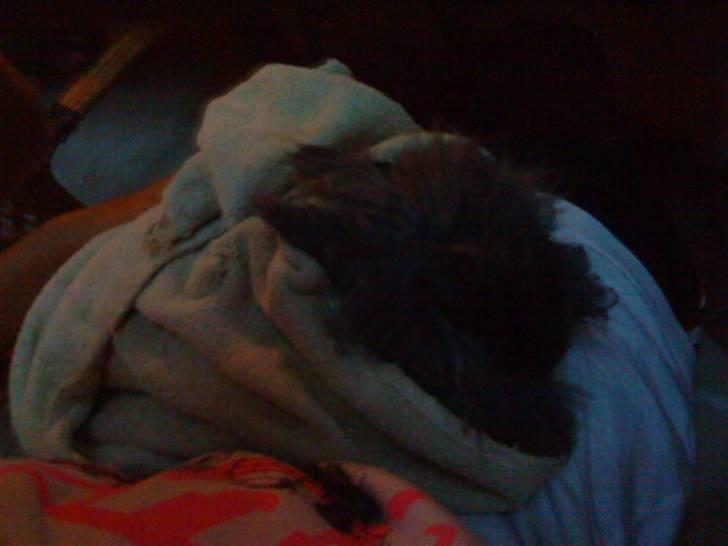 Kanin silver R.I.P. - det er silver i et dejlig varmt håndklæde efter regnen!!<3 billede 7