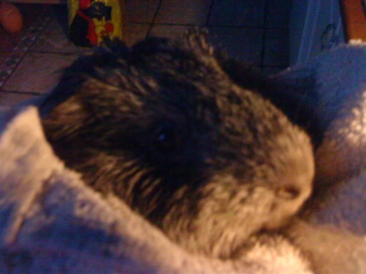 Marsvin pjuske - dejlige pjuske i håndklædet efter regnen!!<3(sover næsten)! billede 6