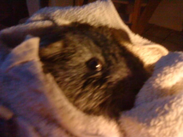 Marsvin pjuske - igen!!<3(bare mere vågen! billede 7