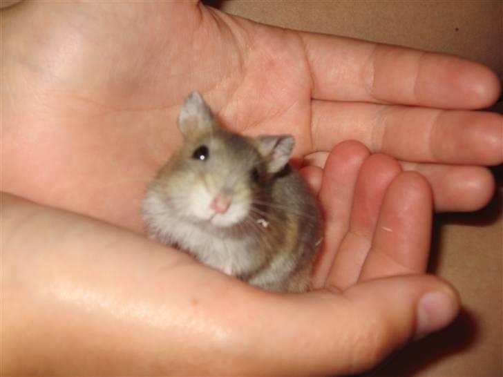 Dværghamster Hamsterwill billede 1