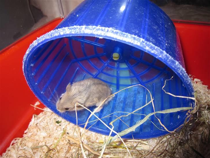 Dværghamster Hamsterwill billede 2