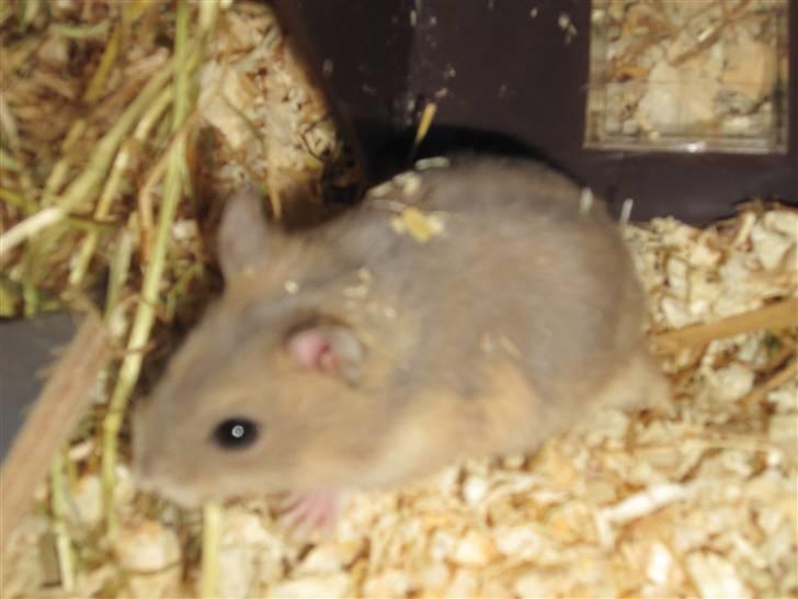 Dværghamster Hamsterwill billede 3