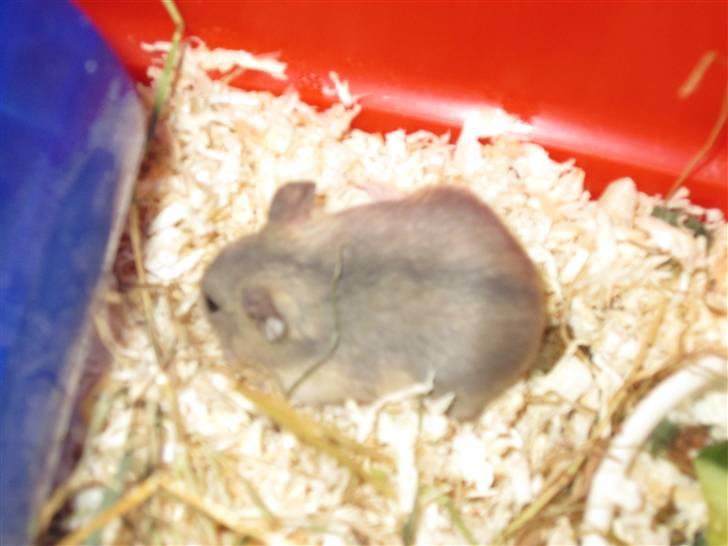 Dværghamster Hamsterwill billede 4