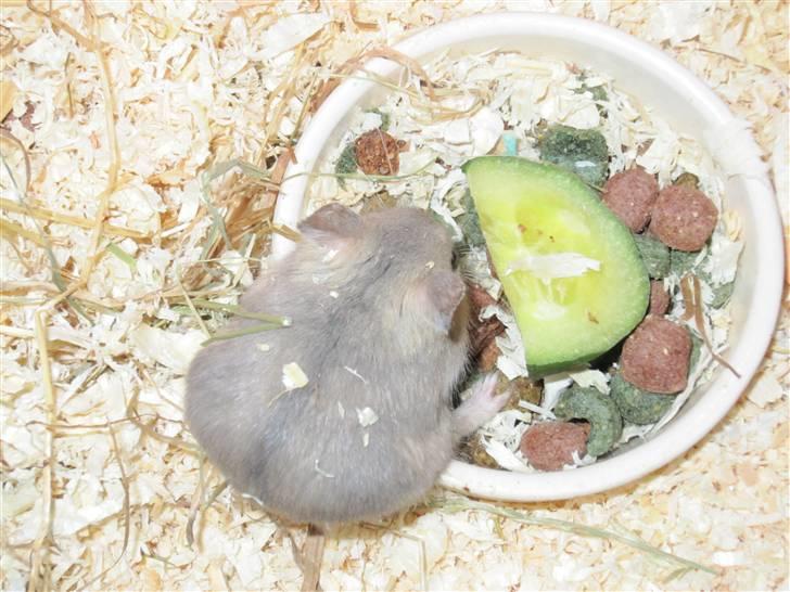 Dværghamster Hamsterwill billede 5