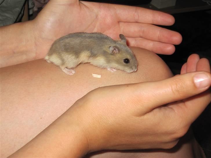 Dværghamster Hamsterwill billede 6