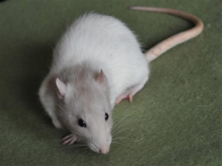 Tamrotte Passora billede 1