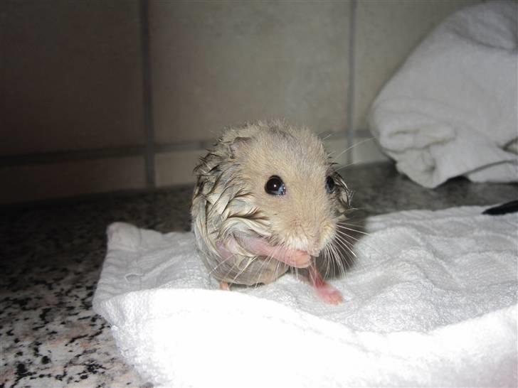 Dværghamster Hamsterwill billede 7