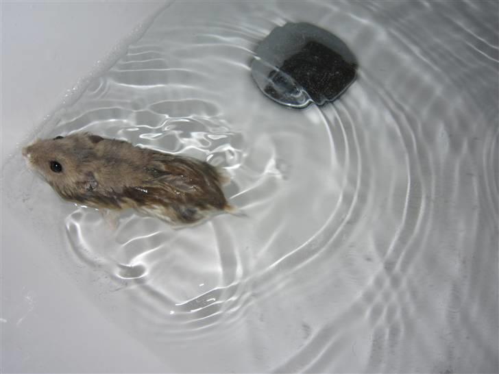 Dværghamster Hamsterwill billede 8