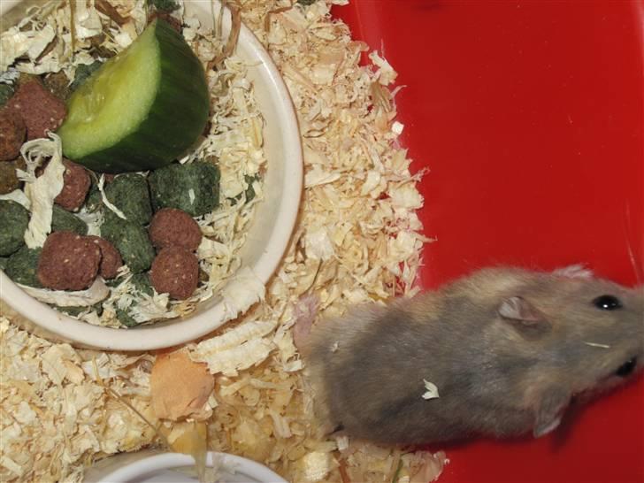 Dværghamster Hamsterwill billede 9