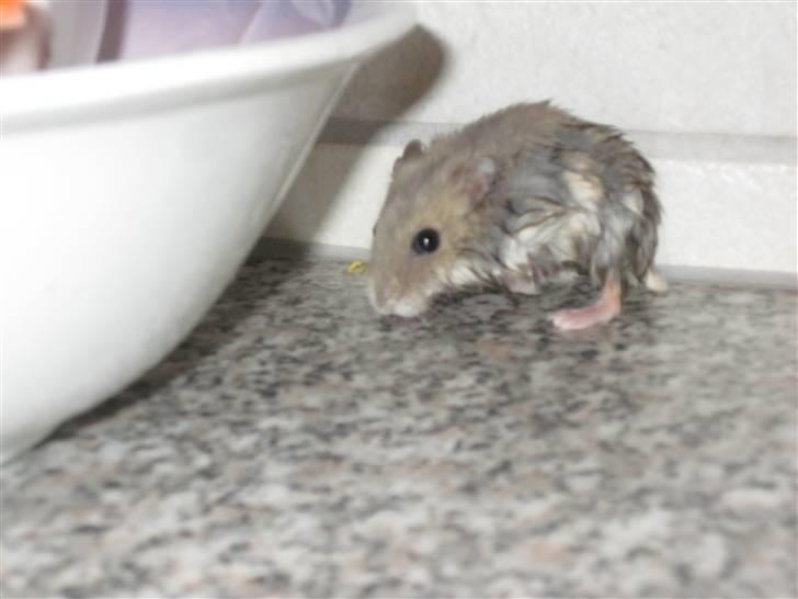 Dværghamster Hamsterwill billede 10