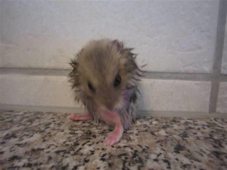 Dværghamster Hamsterwill billede 11