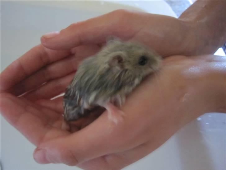 Dværghamster Hamsterwill billede 12