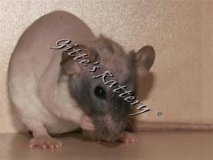 Tamrotte drd ambrosia billede 1