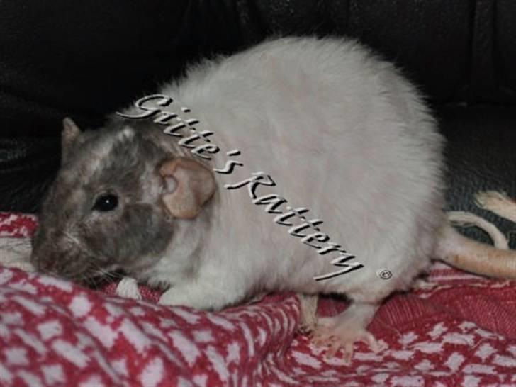 Tamrotte drd ambrosia billede 2